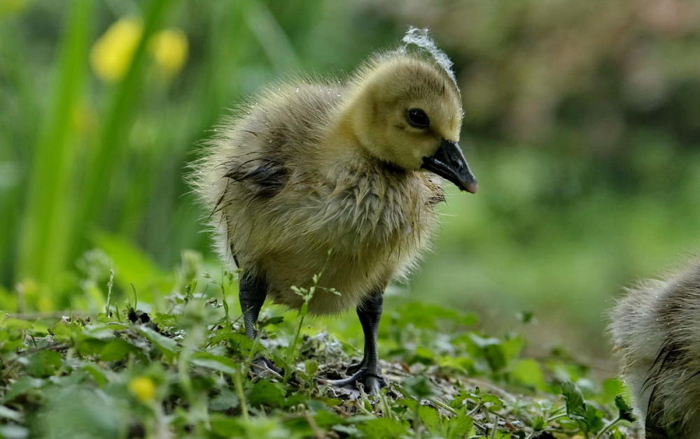 鸿雁宝宝鹅宝宝其乐融融一家亲严建设