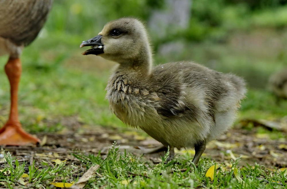 鸿雁宝宝鹅宝宝其乐融融一家亲严建设
