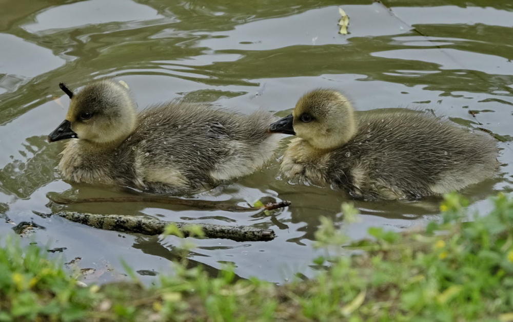 鸿雁宝宝鹅宝宝其乐融融一家亲严建设