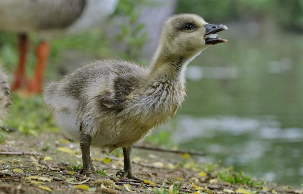 鸿雁宝宝鹅宝宝其乐融融一家亲严建设