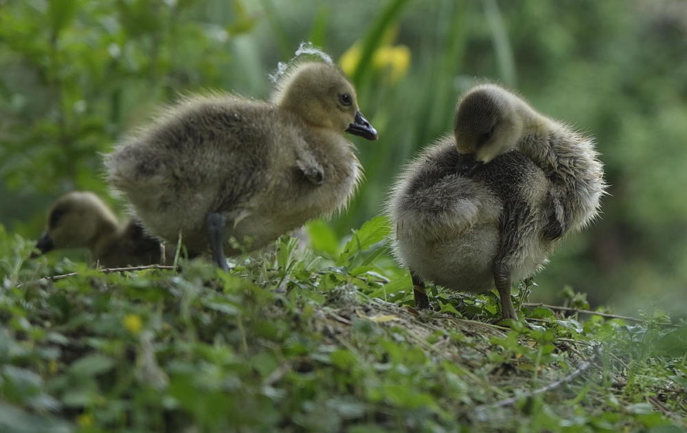 鸿雁宝宝鹅宝宝其乐融融一家亲严建设