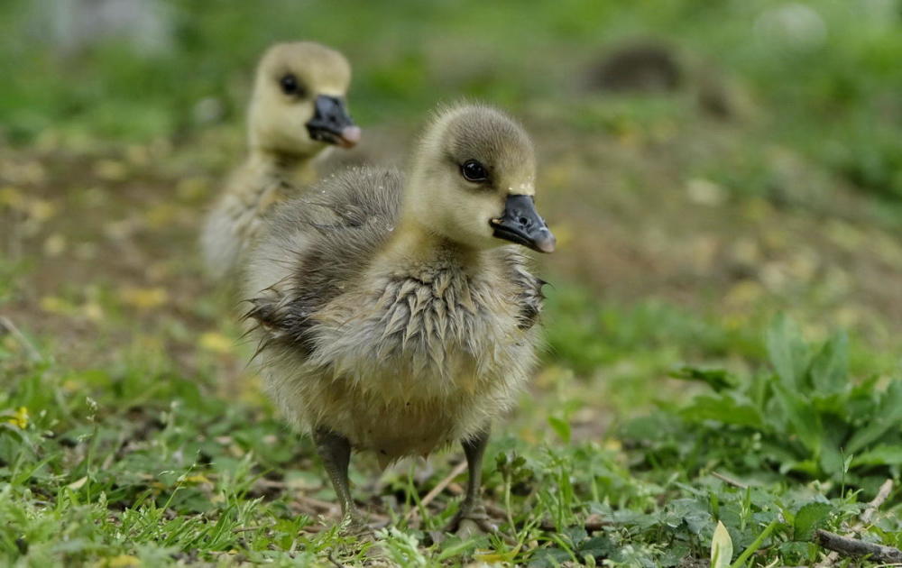 鸿雁宝宝鹅宝宝其乐融融一家亲严建设