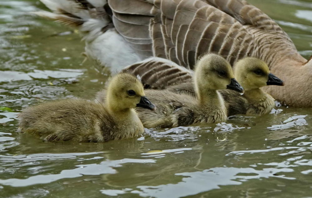 鸿雁宝宝鹅宝宝其乐融融一家亲严建设