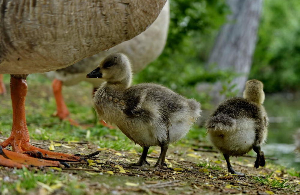 鸿雁宝宝鹅宝宝其乐融融一家亲严建设