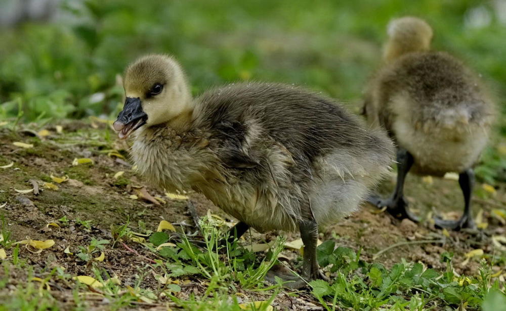 鸿雁宝宝鹅宝宝其乐融融一家亲严建设