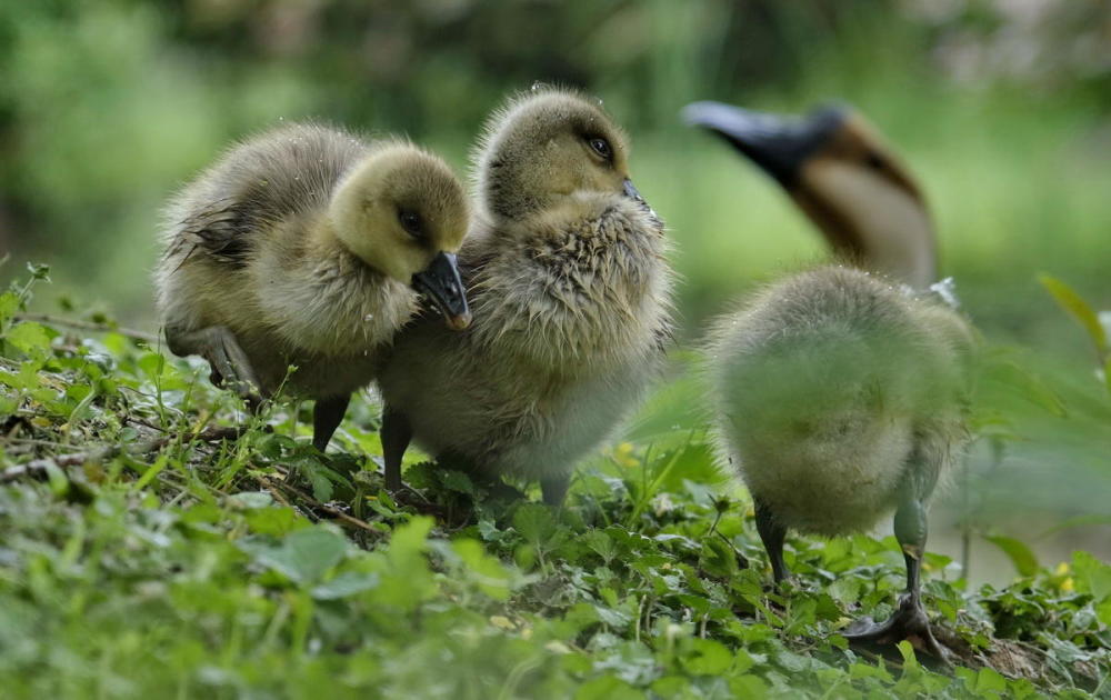 鸿雁宝宝鹅宝宝其乐融融一家亲严建设