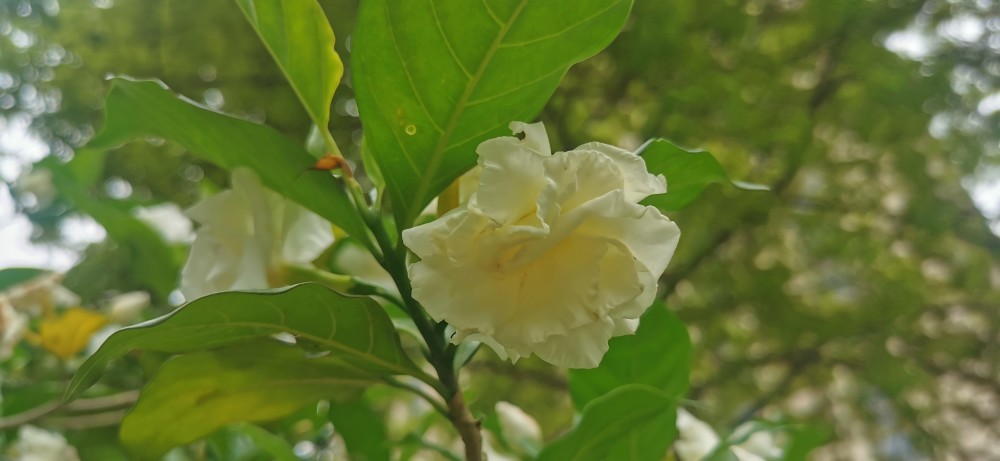 献百花70狮子花庆党百年华诞敬献百花给党