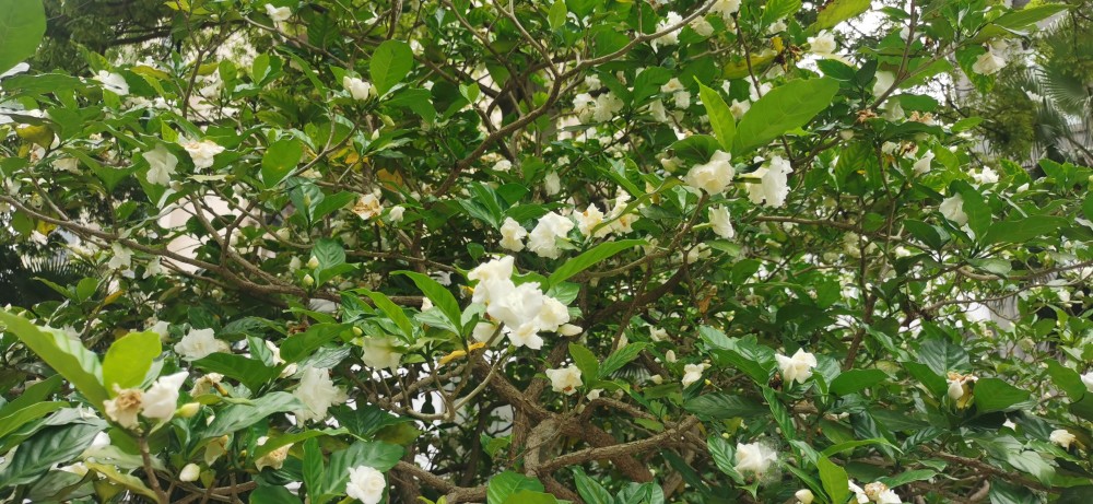 献百花70狮子花庆党百年华诞敬献百花给党