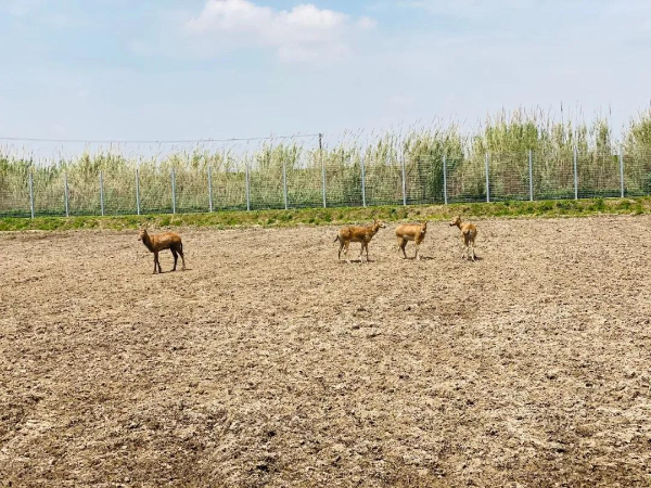 經過嚴格體檢和驅蟲後,2頭健康狀況良好的麋鹿從上海動物園搬遷至新村