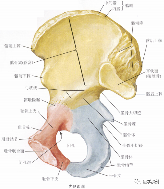 填图题髋骨内侧面观