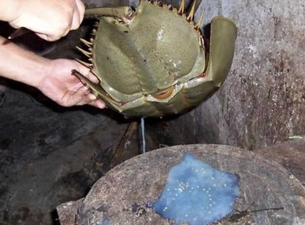 之后,民警又查获了菜场摊主吴某,其常年从事鱼贩生意,知道鲎是国家