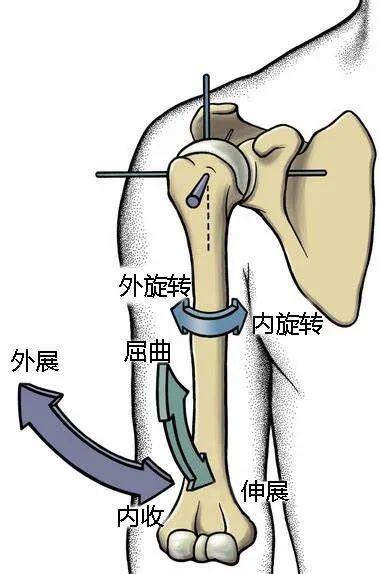 盂肱關節有極好的靈活性,擁有三個自由度:外展和