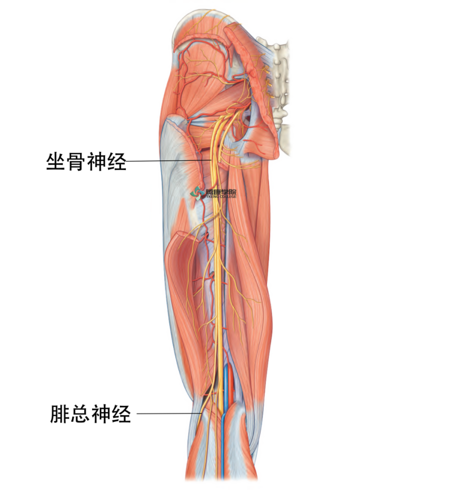 临床表现腓总神经损伤可致小腿外侧和足部感觉消失,小腿伸肌及腓骨长