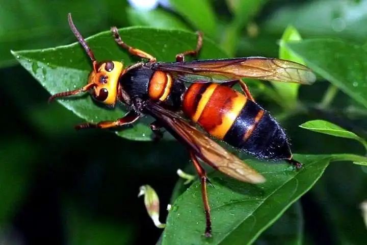 同样是蛰人为什么蜜蜂蛰人后就死亡蚂蜂蛰人后却不会死亡