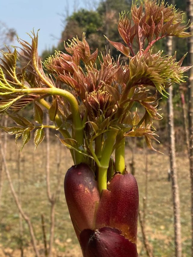 【美食】这种带刺扎嘴的野菜,让人欲罢不能!