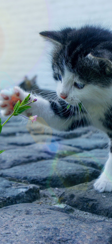 精美壁纸系列 一 超萌的猫咪和卡通猫咪情侣配对壁纸 腾讯新闻