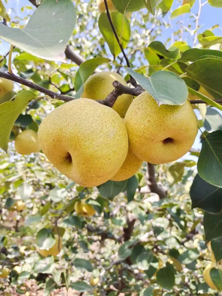 安徽砀山苹果代办0经验入驻一亩田这样做一单成交150万斤