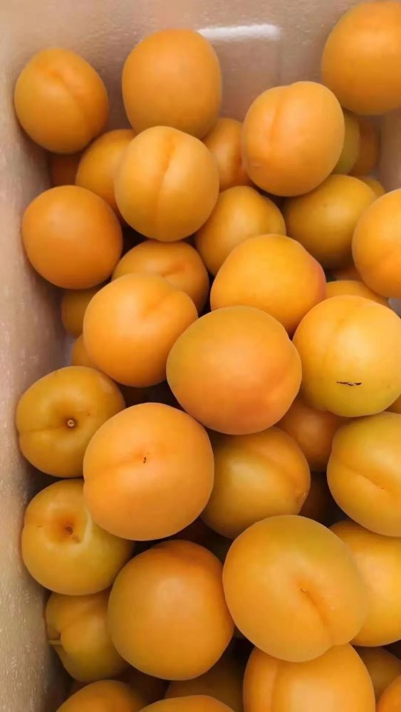 安徽砀山苹果代办0经验入驻一亩田这样做一单成交150万斤