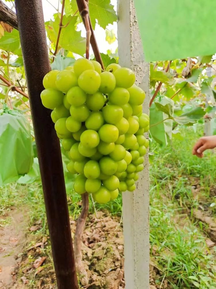 安徽砀山苹果代办0经验入驻一亩田这样做一单成交150万斤