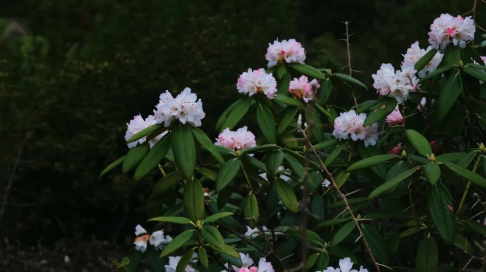 来林芝赏绝美的高山杜鹃花赶紧带上相机去拍大片吧