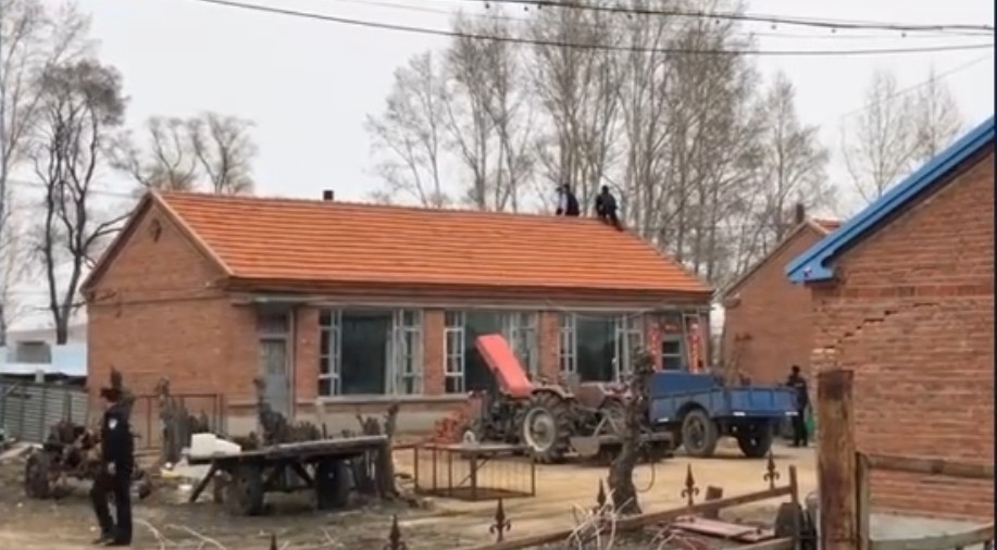 密山进村老虎被麻醉带走了!