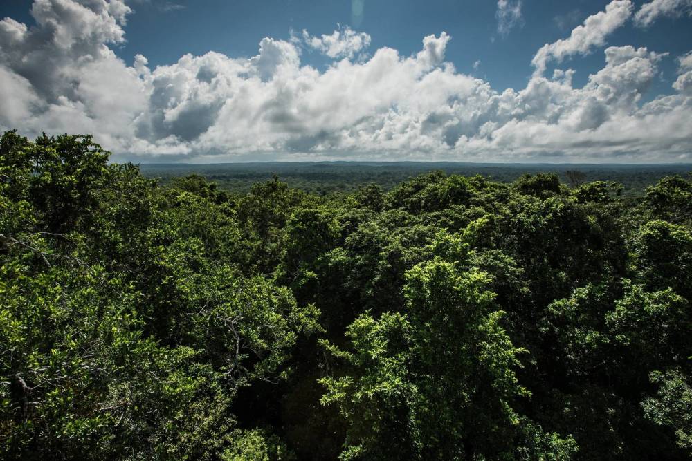 全球气候峰会召开巴西宣布10年后停止砍伐令台下记者哄堂大笑