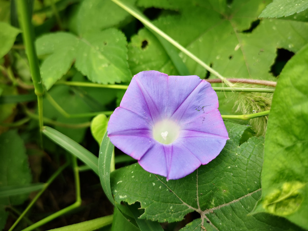 这些野花 有时候都被叫做喇叭花 腾讯新闻