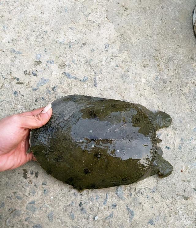 禁渔期长江甲鱼露头频繁南京两男子连钓16只大小通收