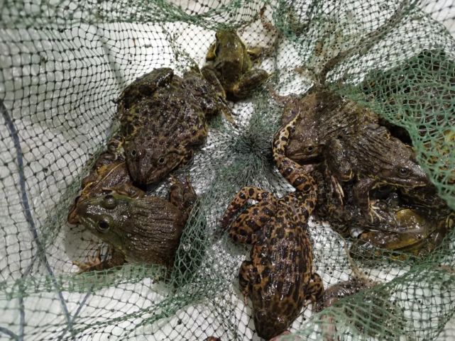 带上电筒网袋电机等非法猎捕青蛙桂林两男子挨了