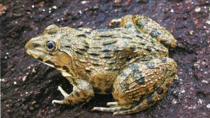 广西蛙类品种大全图片