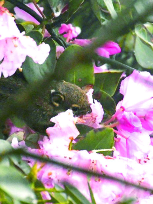 黄荆老林虎头山的这名偷花贼