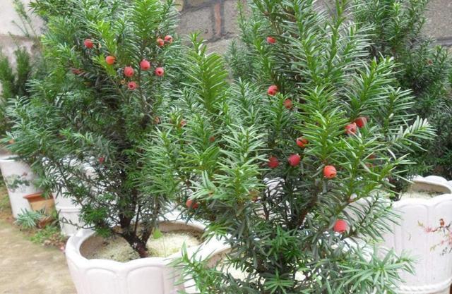 被誉为植物界活化石植物王国大熊猫的红豆杉却是适合居家盆栽的健康树