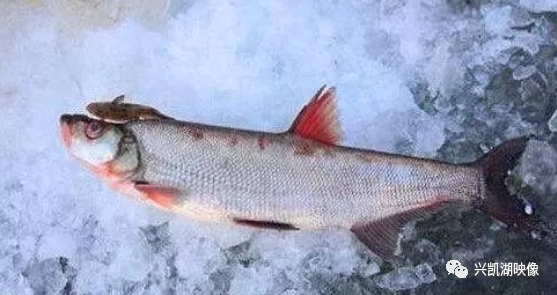 与乌苏里江的大马哈鱼,绥芬河的滩头鱼并称"边塞三珍".