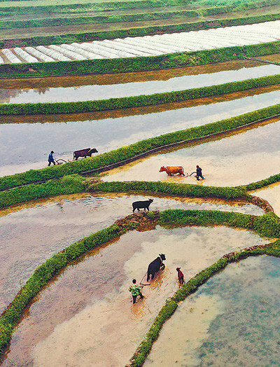 不误农时保春耕|冬小麦|农时|早稻