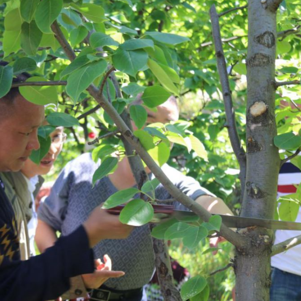 梨树夏季何时修剪?如何修剪?_腾讯新闻