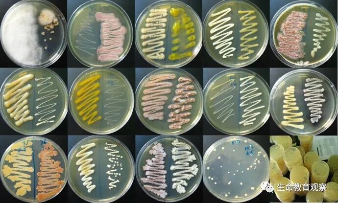 知識梳理生物教科書中的各種微生物