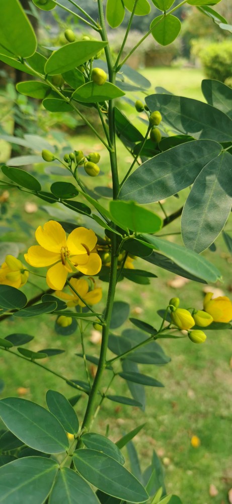 獻百花71雙莢決明慶黨百年華誕敬獻百花給黨