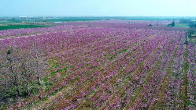 人间四月芳菲尽桃花盛开应春浓 腾讯新闻