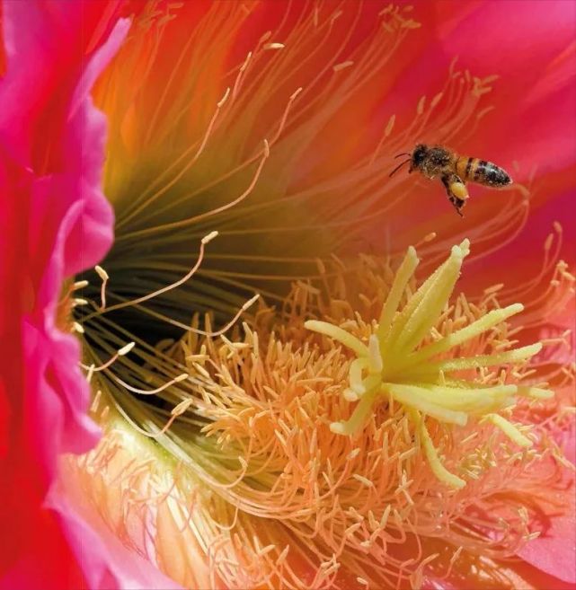 涕泗横流的你还好吗 传粉 花粉过敏 杨柳絮 Dk植物大百科 花粉 植物