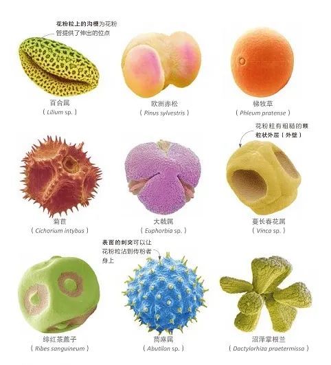 图片来源:《dk植物大百科》虽然花粉粒在肉眼看来细小如尘埃,但它们在