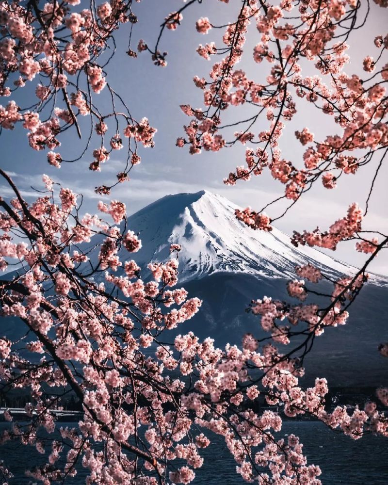 富士山 櫻花,日本最有辨識度的兩個元素