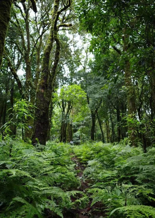 2021年滑竹梁子宛如仙露般甘甜来自版纳之巅的极致享受