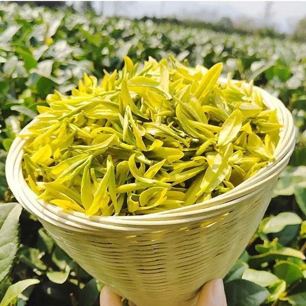 余庆黄金芽:优异品质不可复制|黄金