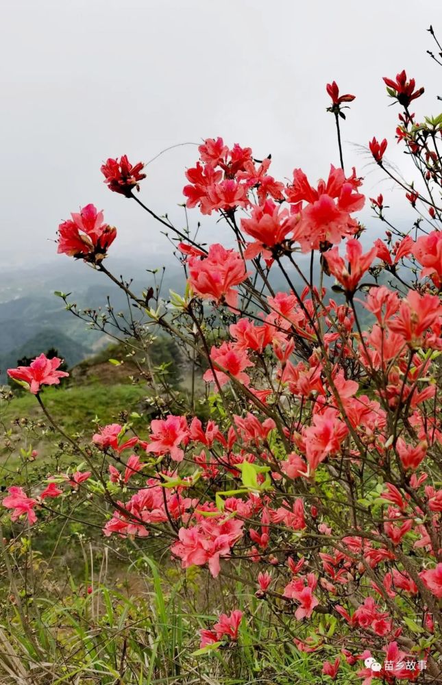 東望武陵山臺地,西瞰松桃縣城.