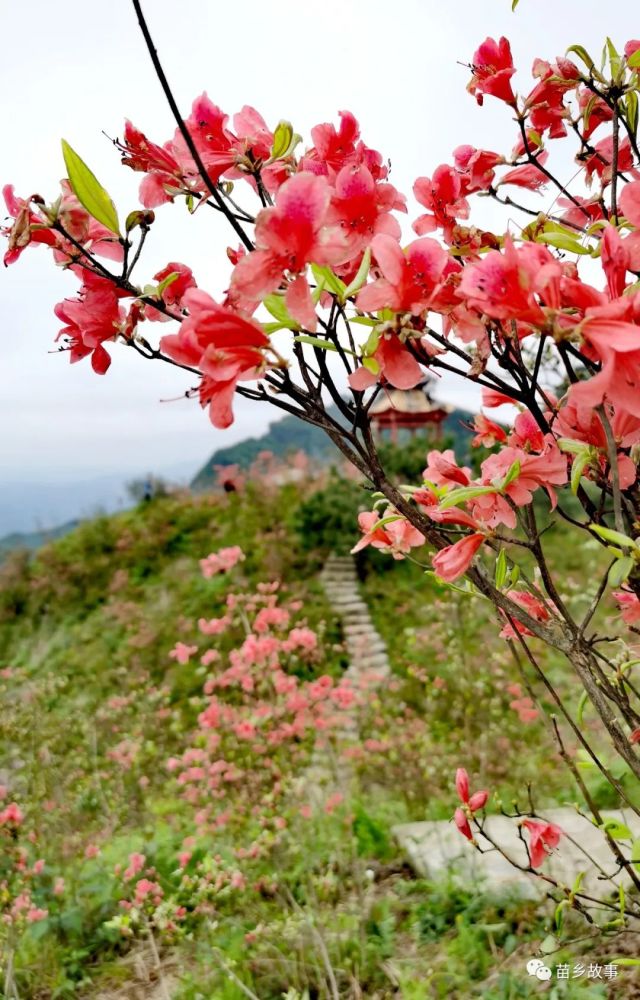 東望武陵山臺地,西瞰松桃縣城.