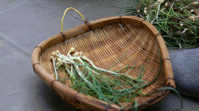 0m土名叫芦葱,野藠头,记得大学时查出了它的学名,久了不叫现在又忘记