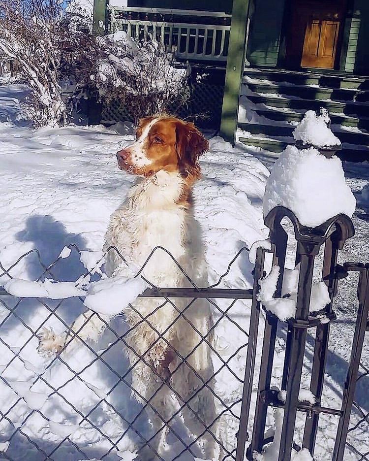 这怕不是成精了?狗子用双腿走路健步如飞,背后故事却令人鼻酸