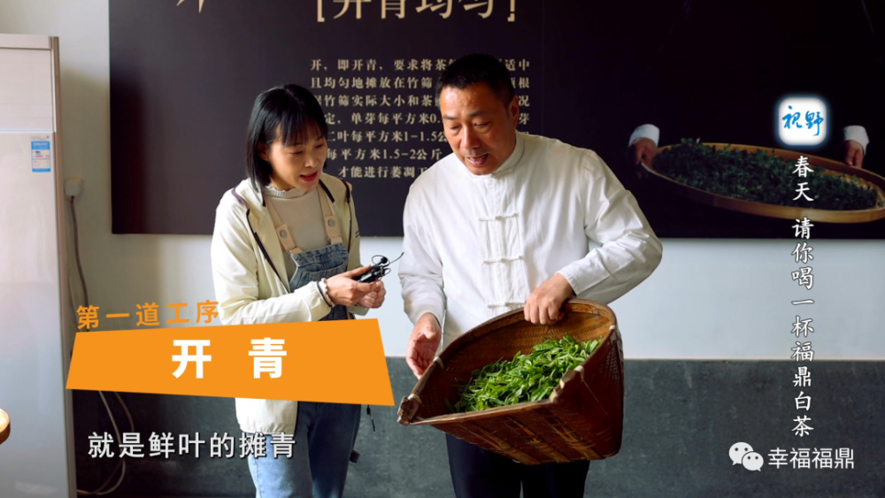 视野春天请你喝一杯福鼎白茶