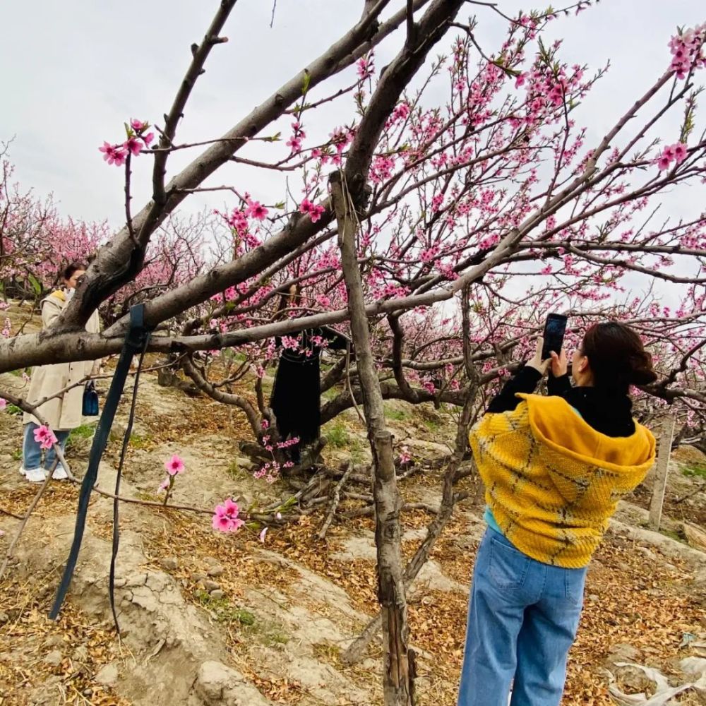 本地當桃花遇上雪花石河子第15屆桃花節是這樣的