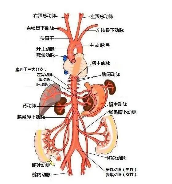 人体肾脏血管分布图图片